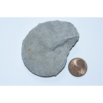 Ammonite - Poland (1)