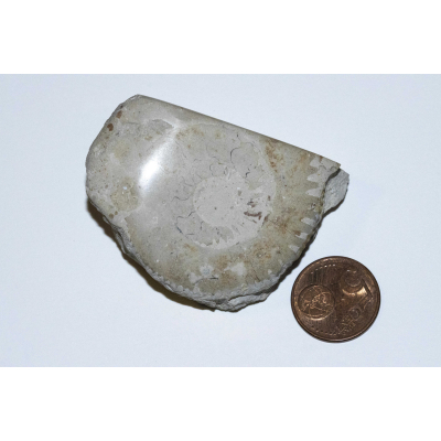 Ammonite - Poland (2)