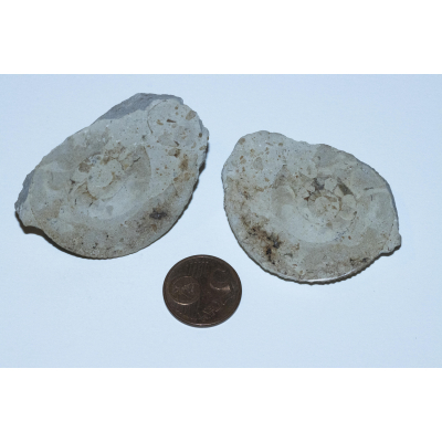 Ammonite - Poland (3)