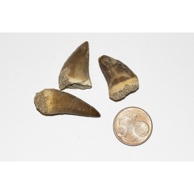 Mosasaur tooth