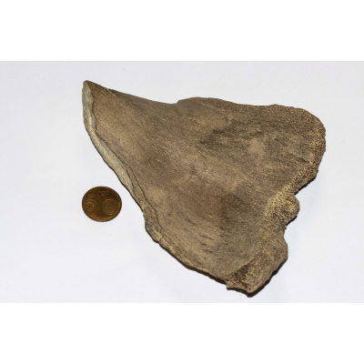 Mammoet of Wolharige neushoorn schouderblad fragment