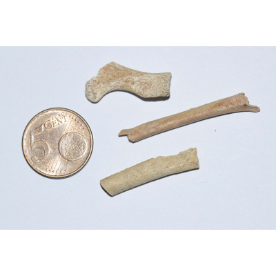 Fossil Birdbones