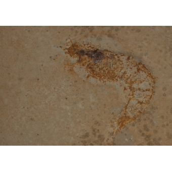 0040 Fossil Shrimp