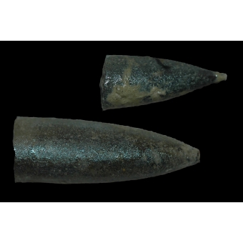 Belemnites