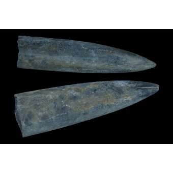 Belemnites - Viller Sur Mer