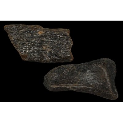 1. Fossil bone (2)