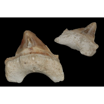 Paleocarcharodon orientalis (Pathalogisch)