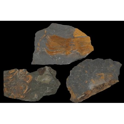 Trilobite fragments