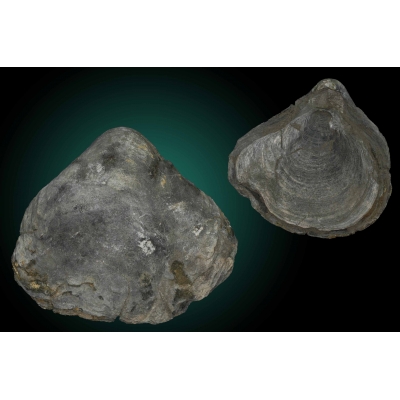 Gryphaea