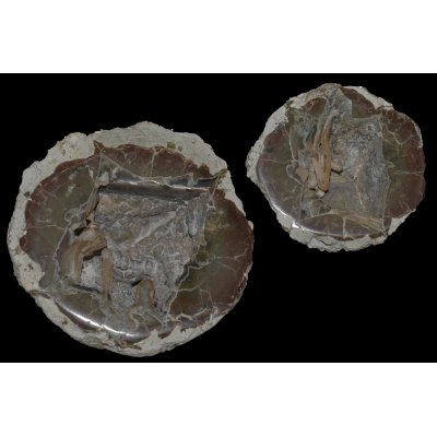 Eddybed Thunderegg (1)