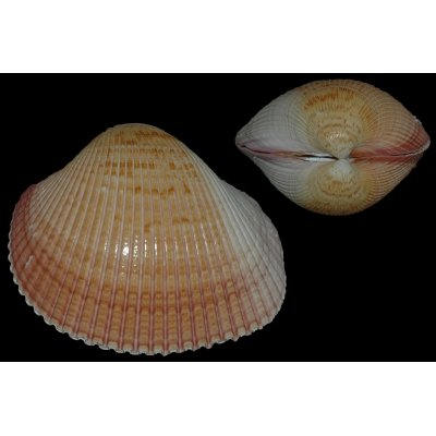 Maoricardium pseudolima