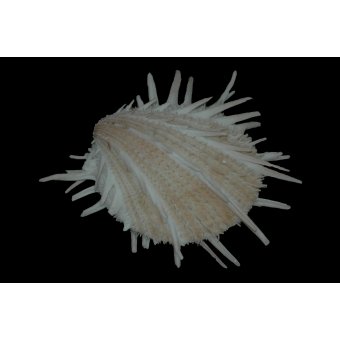 Spondylus imperalis