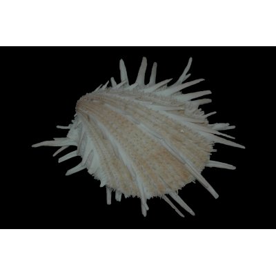 Spondylus imperalis