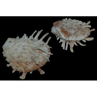 Spondylus squamosus