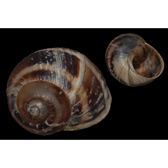 Cornu aspersum