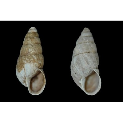 Merdigera obschura