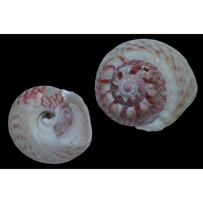 Gibbula magus