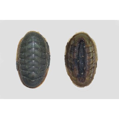 ischnochiton australis