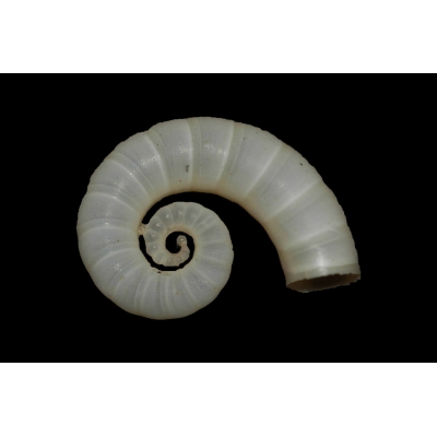 Spirula spirula 