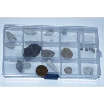 Verzameling fossiele schelpen (1)