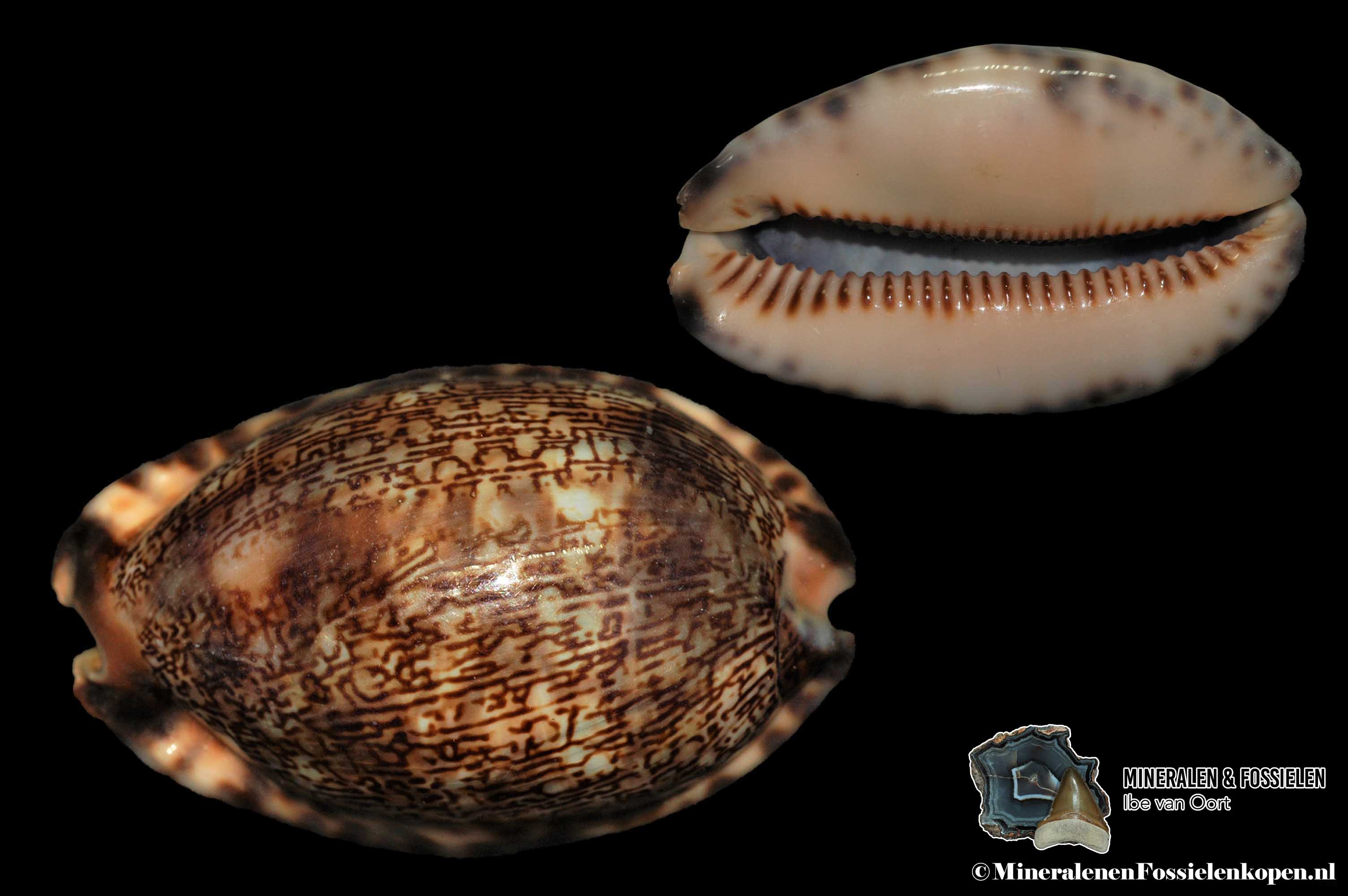 Gastropoda - marine