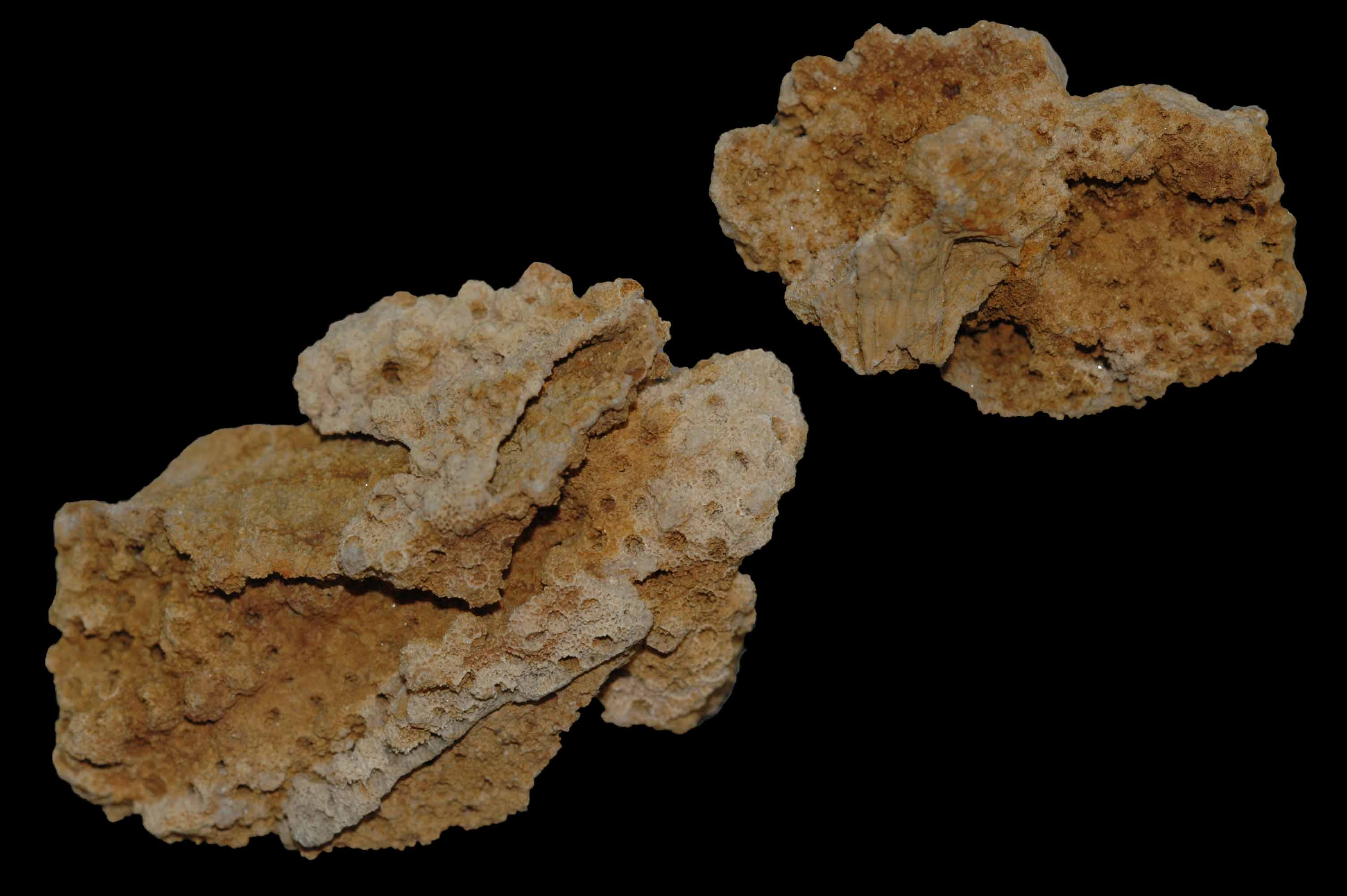 Bryozoa